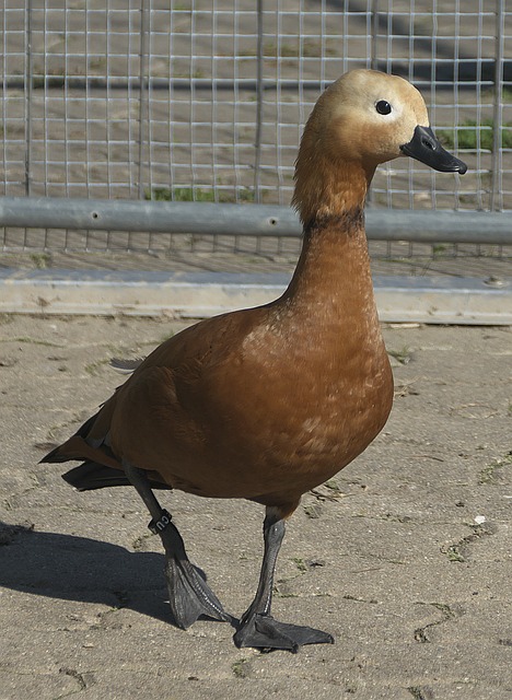 以及可能为